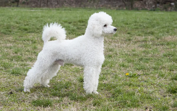 White poodle in the grass — Stock Photo, Image