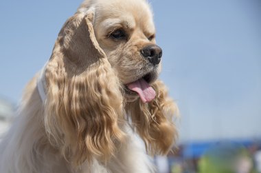 Amerikan cocker spaniel