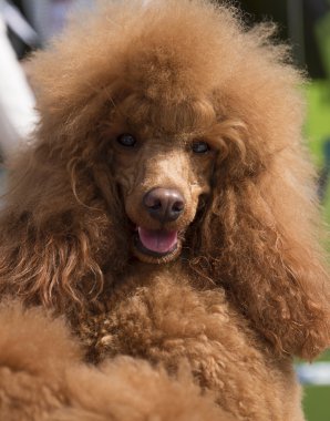 Kırmızı fino köpeği portresi