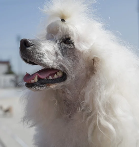 Chiots blancs caniche — Photo