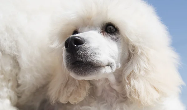 Cachorros brancos poodle — Fotografia de Stock