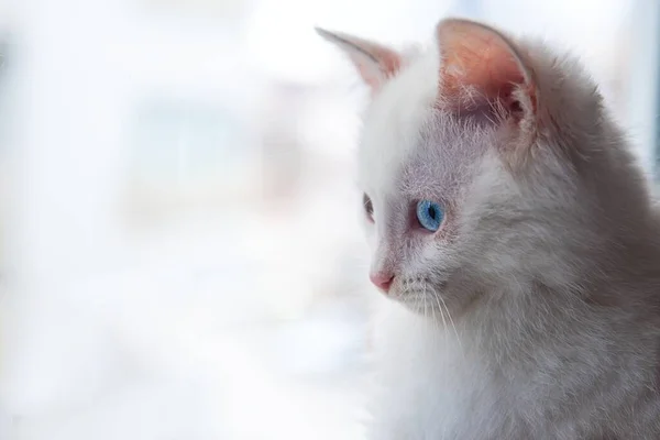 Beau Chaton Blanc Aux Yeux Multicolores — Photo