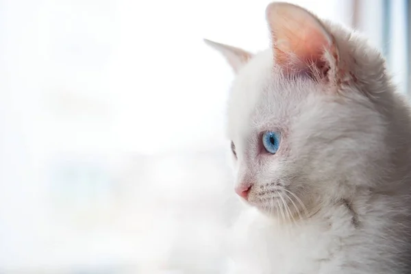 Gatinho Branco Bonito Com Olhos Multicoloridos — Fotografia de Stock