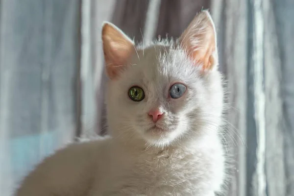 Gatinho Branco Bonito Com Olhos Multicoloridos — Fotografia de Stock