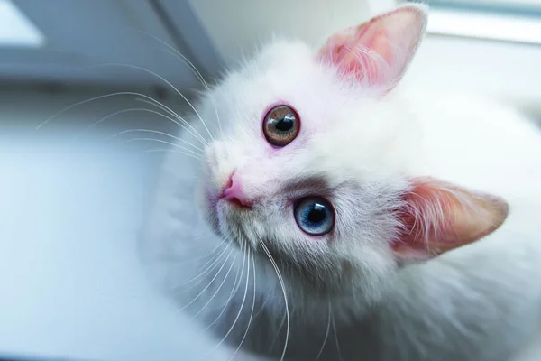 Красивий Білий Кошеня Різнокольоровими Очима — стокове фото