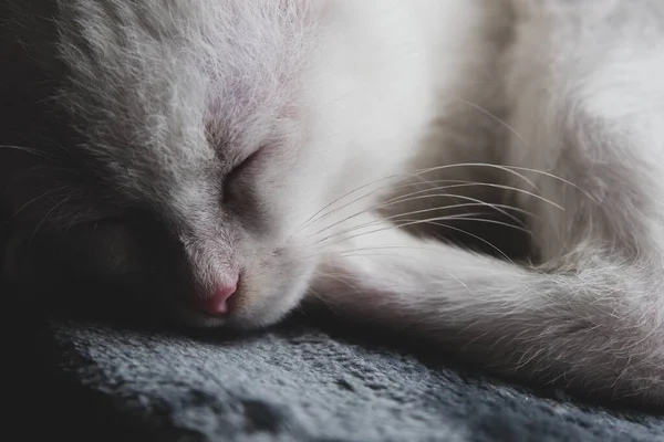 Beau Chaton Blanc Aux Yeux Multicolores — Photo