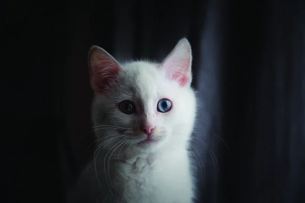 Piękny Biały Kotek Wielobarwnymi Oczami — Zdjęcie stockowe