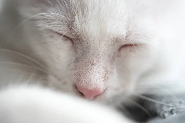 Beau Petit Chaton Blanc Sommeil — Photo