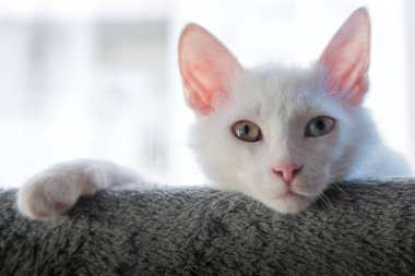 Renkli gözlü güzel beyaz kedi yavrusu.