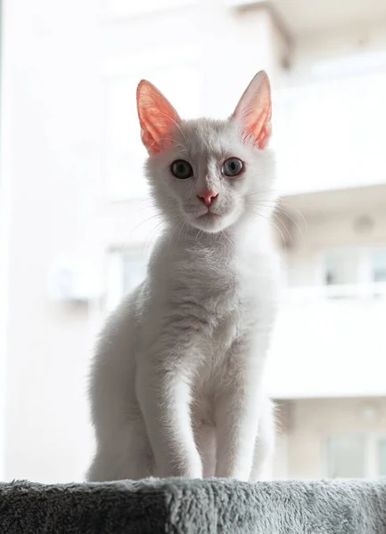 Beau Chaton Blanc Aux Yeux Multicolores — Photo