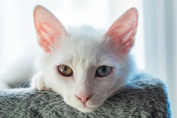 Krásné Bílé Kotě Pestrobarevnýma Očima — Stock fotografie