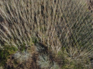 Yaprakları olmayan bir orman, İHA tarafından vuruldu.
