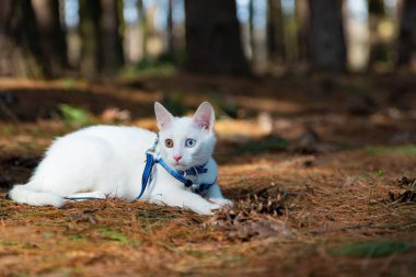 Ormanda yürüyen mavi yakalı beyaz kedi.