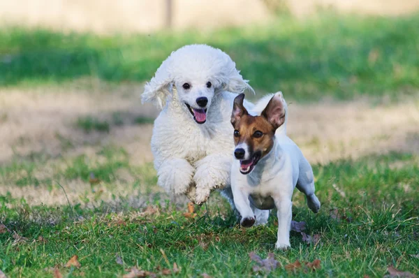 LA VIDA DEL PERRO — Foto de Stock