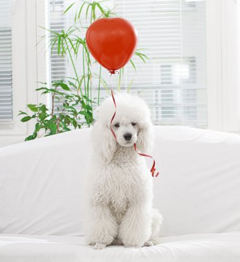 Balon ile köpek