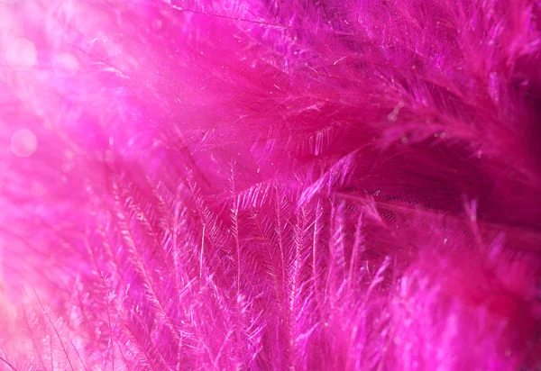 Pink feathers — Stock Photo, Image