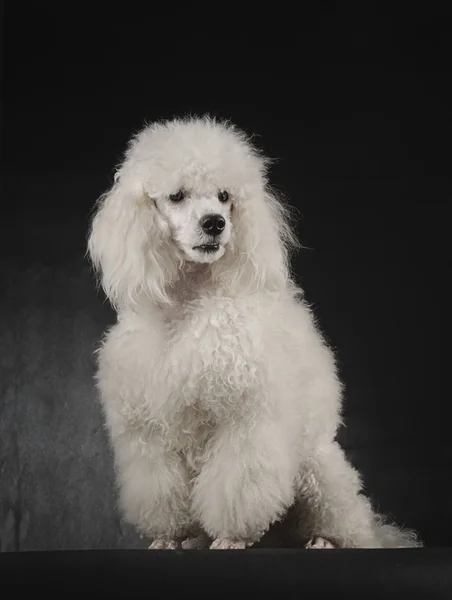 Poodle blanco — Foto de Stock