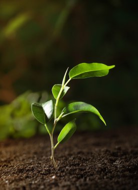 Young seedling