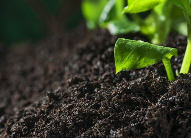Young seedling