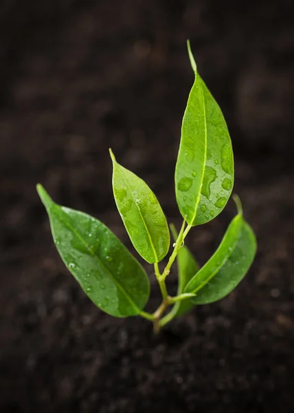 Young seedling — Stok fotoğraf
