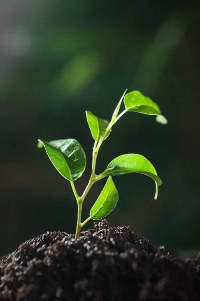 Young seedling — Stok fotoğraf