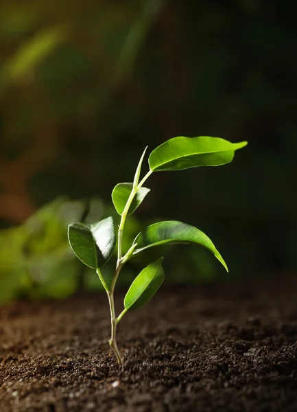 Young seedling — Stok fotoğraf