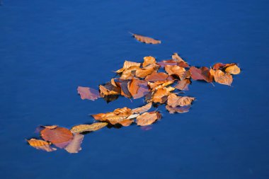                        Suda sarı sonbahar yaprağı            