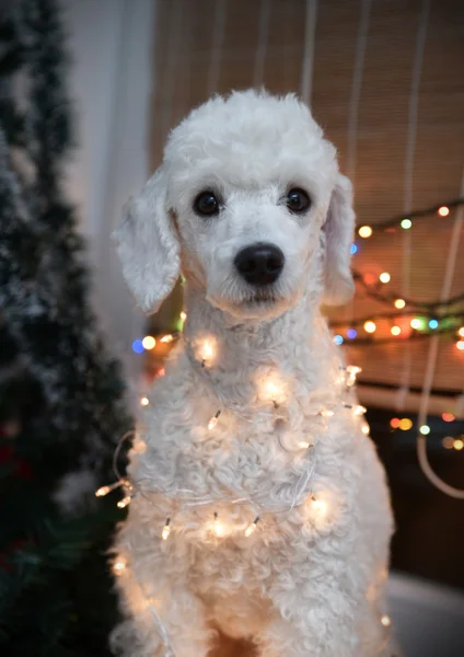 Hund poserar med julbelysning — Stockfoto