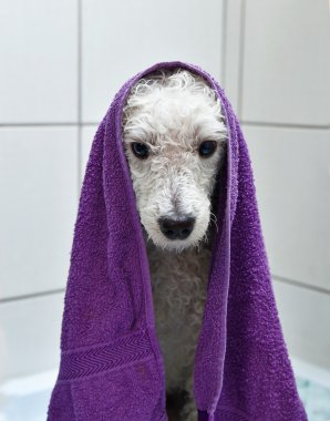 Bir banyo sonra Whitet fino köpeği