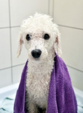 Bir banyo sonra Whitet fino köpeği