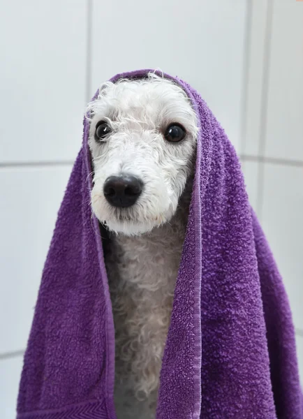Perro blanco después de un baño — Foto de Stock
