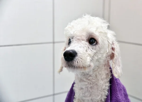 Perro blanco después de un baño — Foto de Stock