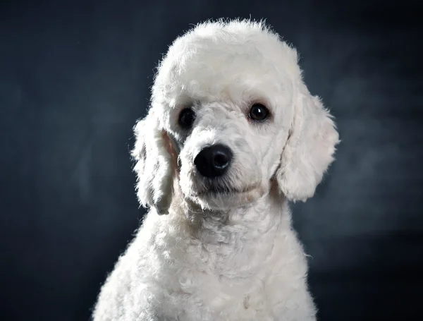 白色的贵宾犬肖像 — 图库照片