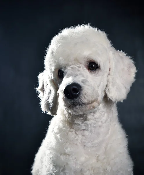 白色的贵宾犬肖像 — 图库照片