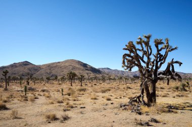 Joshua Tree Ulusal Parkı, Kaliforniya, ABD 'den Kuru Joshua ağacı, Yucca brevifolia