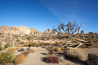 Ölü ağaç, Yucca Brevifolia, Joshua Tree Ulusal Parkı 'nın Gizli Vadisi, ABD
