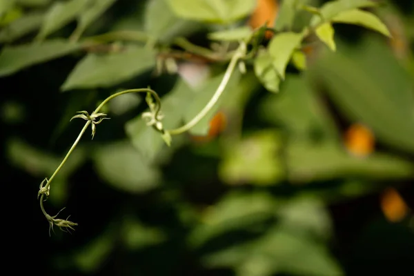 Yeşil tırmanma tesisi çekimi