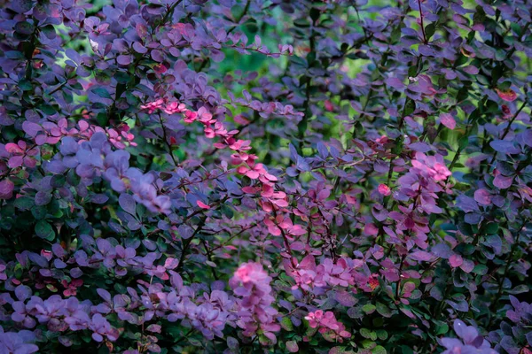 Arbusto Arándano Otoño Conlos Colores Brillantes —  Fotos de Stock