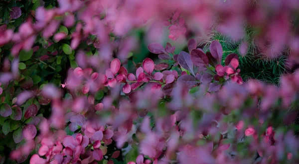 koyu kırmızı böğürtlen çalısı