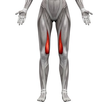 Vastus Medialis Kas - Anatomi Kasları beyaz izole - 3d 