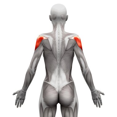 Deltoid Kas - Anatomi Kasları beyaz izole - 3d illustra