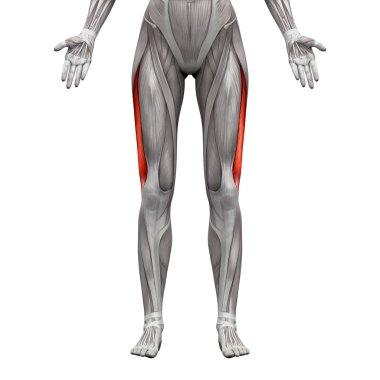Vastus Lateralis Kas - Anatomi Kasları beyaz izole - 3d