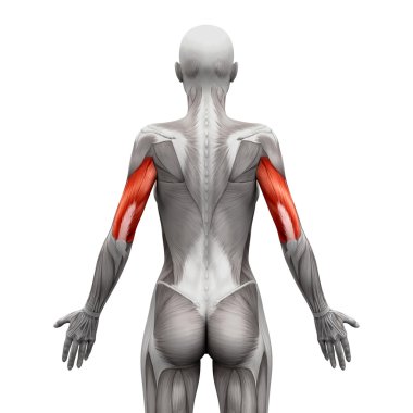 Triceps Kaslar - Anatomi Kasları beyaz izole - 3d illustr