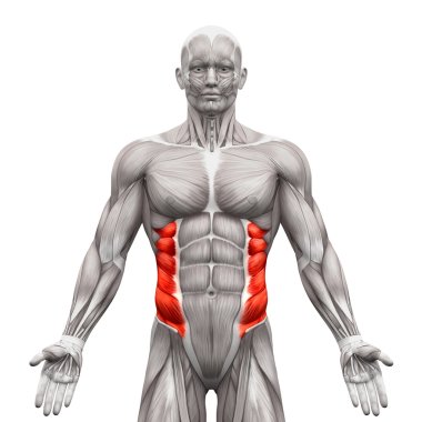 External Oblique Muscles - Anatomy Muscles isolated on white - 3 clipart