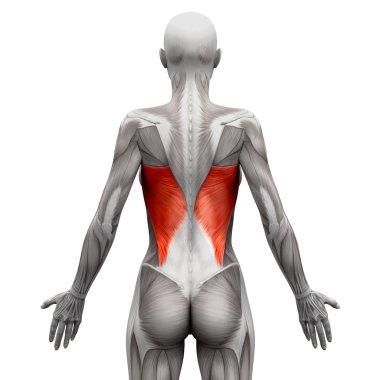 Latissimus Dorsi - beyaz - 3d illust izole anatomi kas