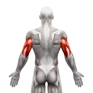 Triceps Kaslar - Anatomi Kasları beyaz izole - 3d illustr