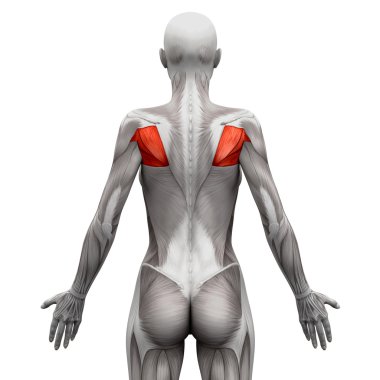 Teres Muscles - Anatomi Kasları beyaz izole - 3d illüstratör