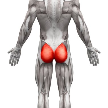 Gluteal Kaslar / Gluteus Maximus - Anatomi Kasları izole 