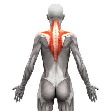 Trapez Kas - Anatomi Kasları beyaz izole - 3d illust