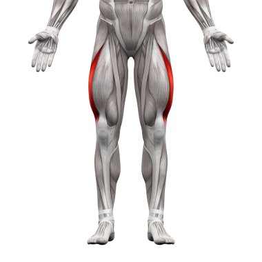 Vastus Lateralis Kas - Anatomi Kasları beyaz izole - 3d